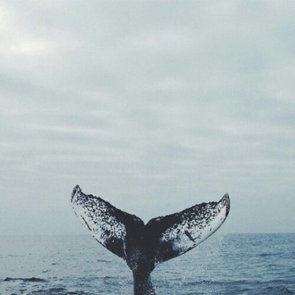 Meet your Posher, Alexia